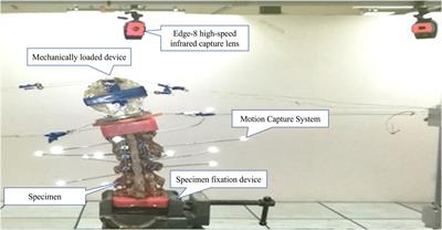 Novel uniplanar pedicle screw systems applied to thoracolumbar fractures: a biomechanical study